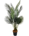 Финиковая пальма мини Саманта 