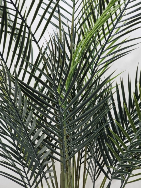 Финиковая пальма мини Саманта 