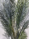 Финиковая пальма Саманта 2