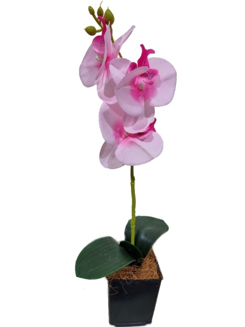 Орхидея Милана розовая