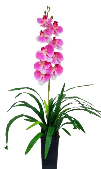 Орхидея Элли розовая Latex