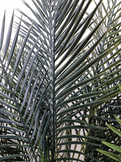 Финиковая пальма Саманта 2