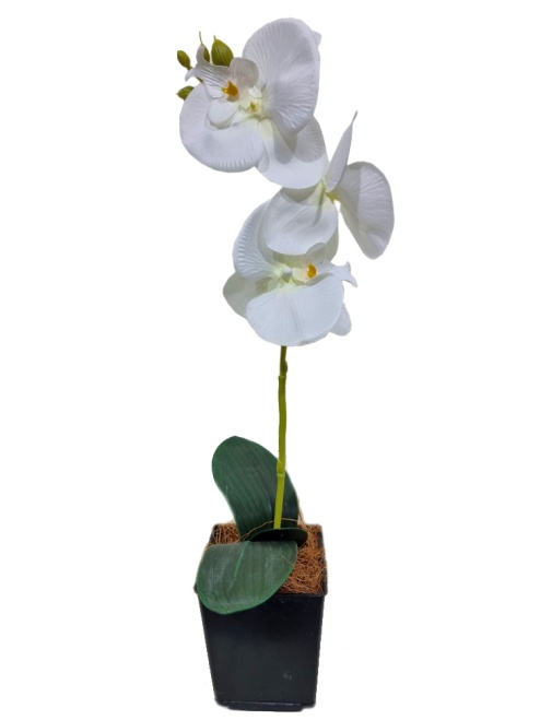 Орхидея Милана белая