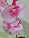 Орхидея Милана розовая