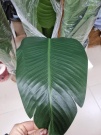 Банановая пальма Диор1