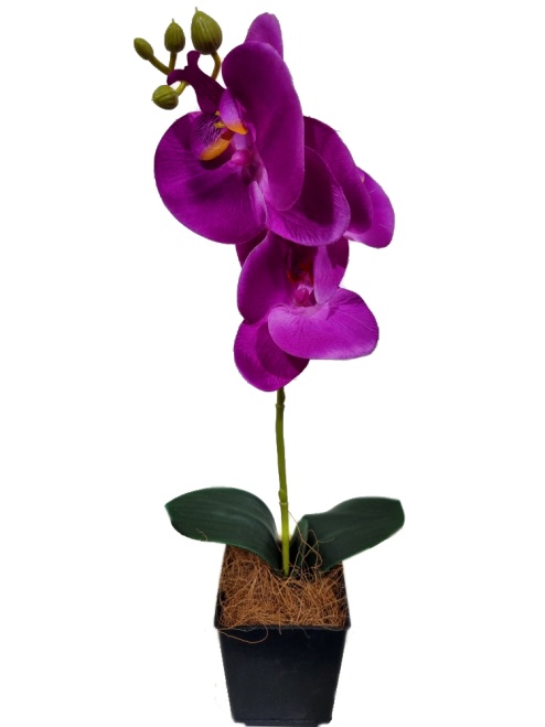 Орхидея Милана малиновая