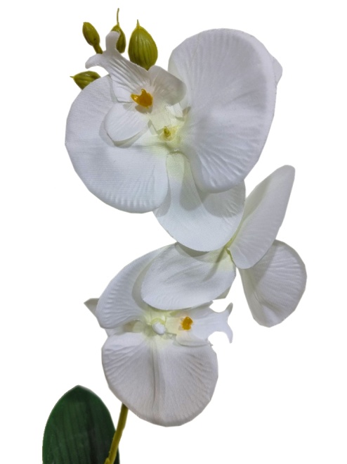 Орхидея Милана белая