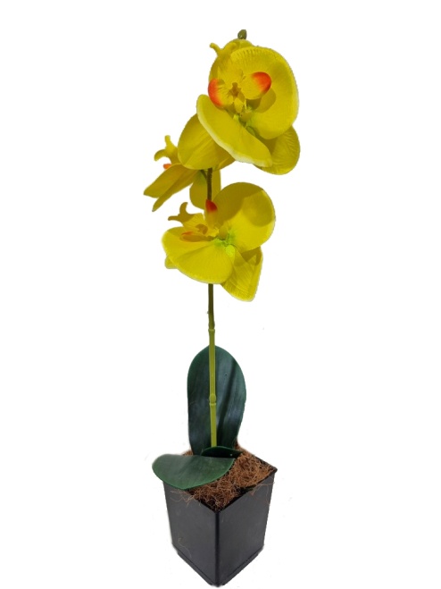 Орхидея Милана желтая