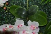 Орхидея 1кв.м