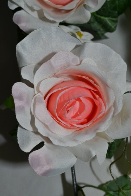 Лиана из роз Элли бело-розовая