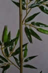 Бамбуковая палка с ветками ткань