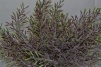 Травка коралловая