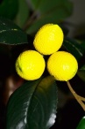 Лимон мини Latex 