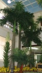 Индонезийская пальма 8м Latex