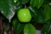 Яблоня зеленая Мия  Latex