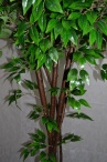 Бамбук широколистный Фостер Latex