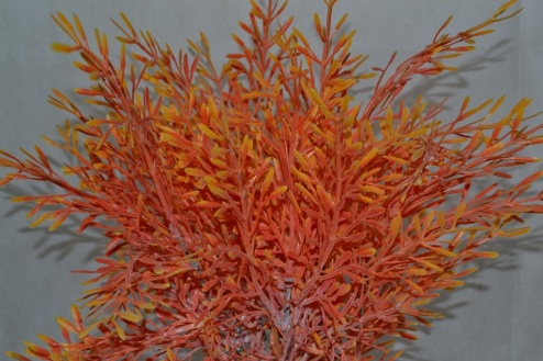 Травка коралловая