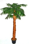 Пальма кокосовая Q с кокосами Latex