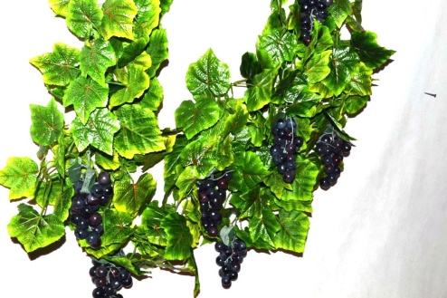 Виноградная лоза с плодами