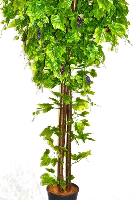 Виноградное дерево Флави Latex