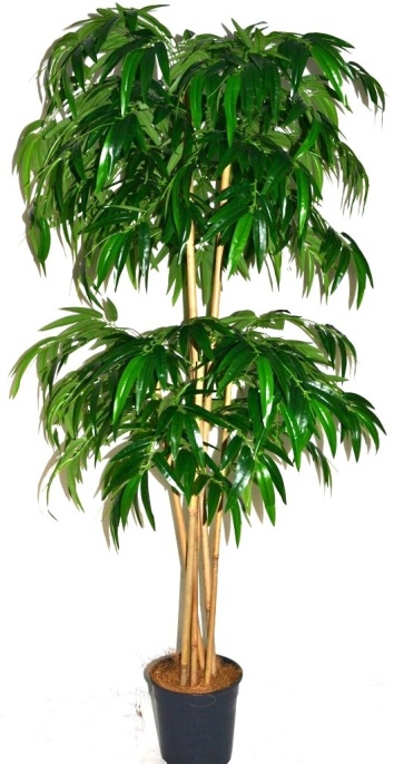 Бамбук широколистный Бадди Latex