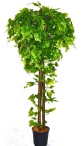 Виноградное дерево Флави Latex