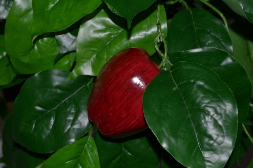 Яблоня красная Лора  Latex