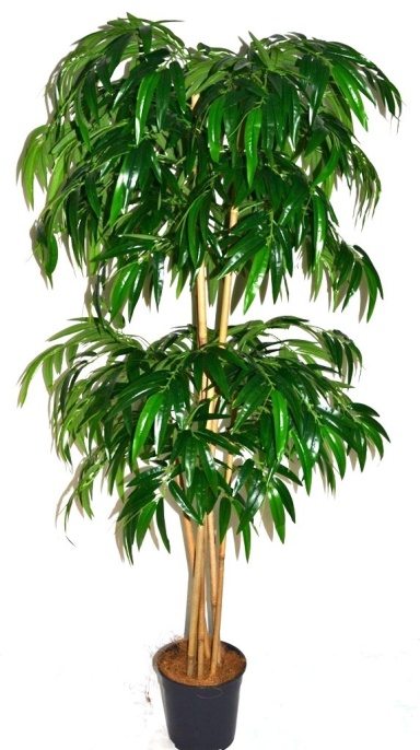 Бамбук широколистный Бадди Latex