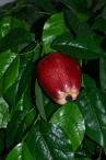 Яблоня красная Лора  Latex