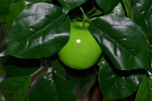Яблоня зеленая Мия  Latex