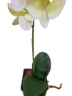 Орхидея Энни лимонная Latex