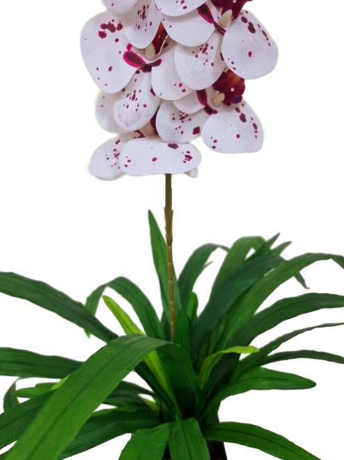 Орхидея Элли тигровая Latex