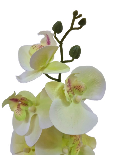 Орхидея Элли лимонная Latex