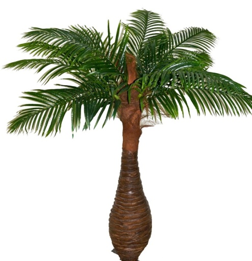 Финиковая пальма Южанна