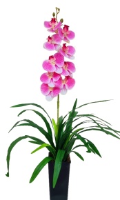 Орхидея Элли розовая Latex