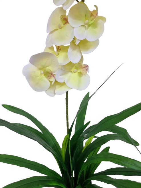 Орхидея Элли лимонная Latex