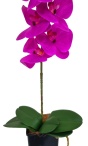 Орхидея Энни малиновая Latex