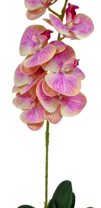 Орхидея Энни персиковая Latex