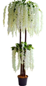 Дерево вистерии с цветами Белита