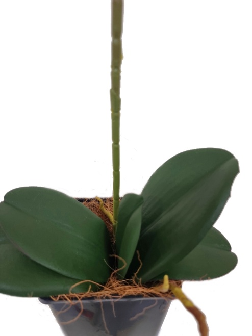 Орхидея Энни желтая Latex