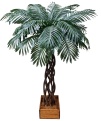 Финиковая пальма Рони