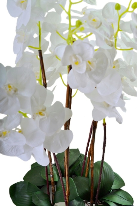 Орхидея Венера №5 Latex