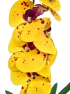 Орхидея Элли желтая Latex