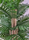 Финиковая пальма Мерсэдэс