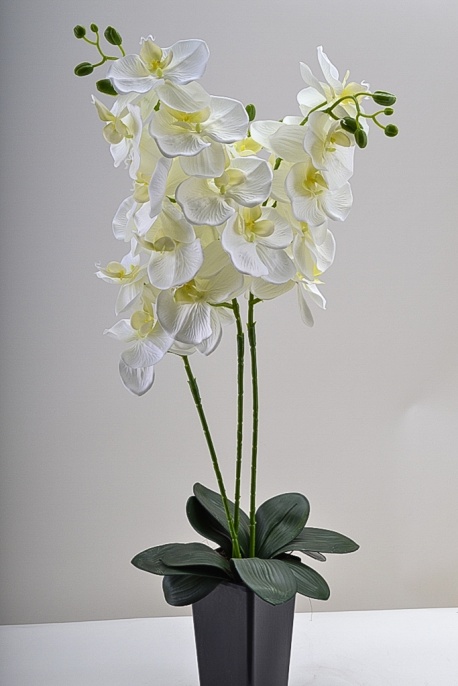 Орхидея Венера №3 Latex