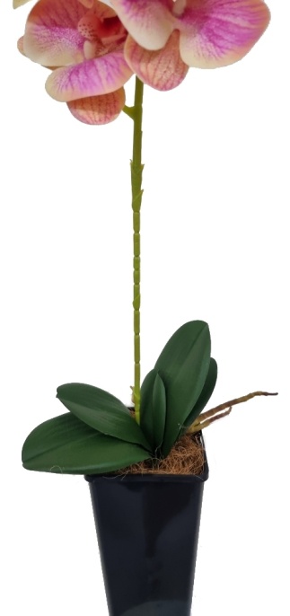 Орхидея Энни персиковая Latex