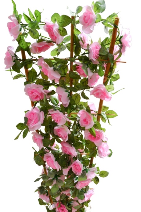 Роза лиана Кая на шпалере розовая