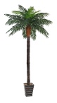 Финиковая пальма Монте 3м  Latex