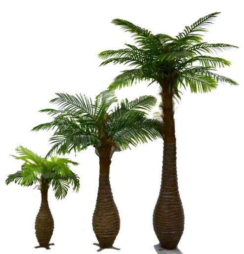 Финиковая пальма Южанна №3