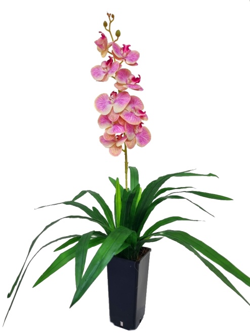 Орхидея Элли персиковая Latex